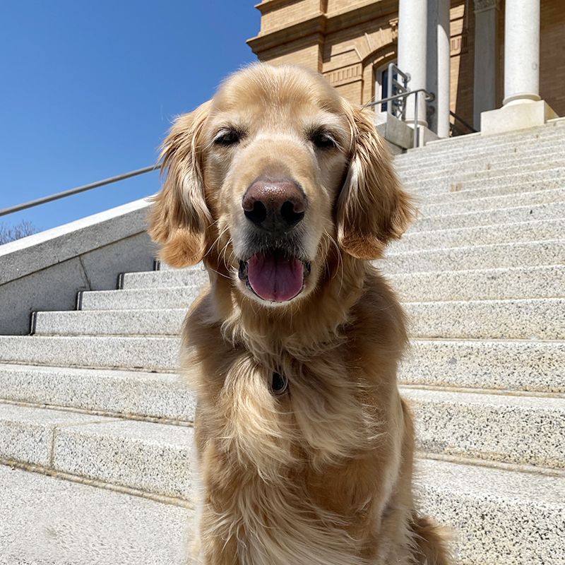Oggie the Golden Retriever in front of the Courthouse Building in Old Town Auburn